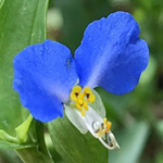 花の写真